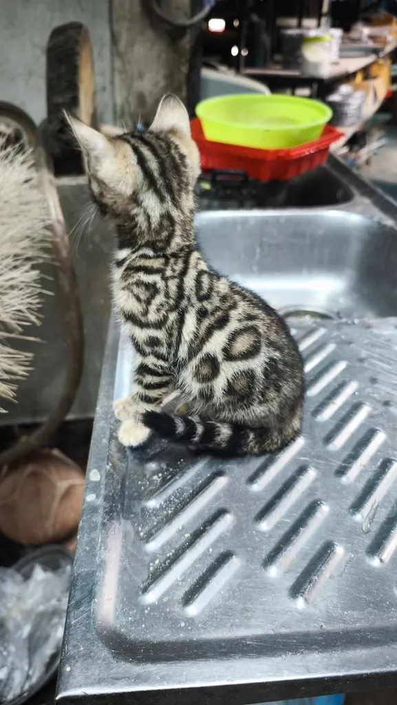 ลูกแมวเบงกอลอยู่อุบลครับ