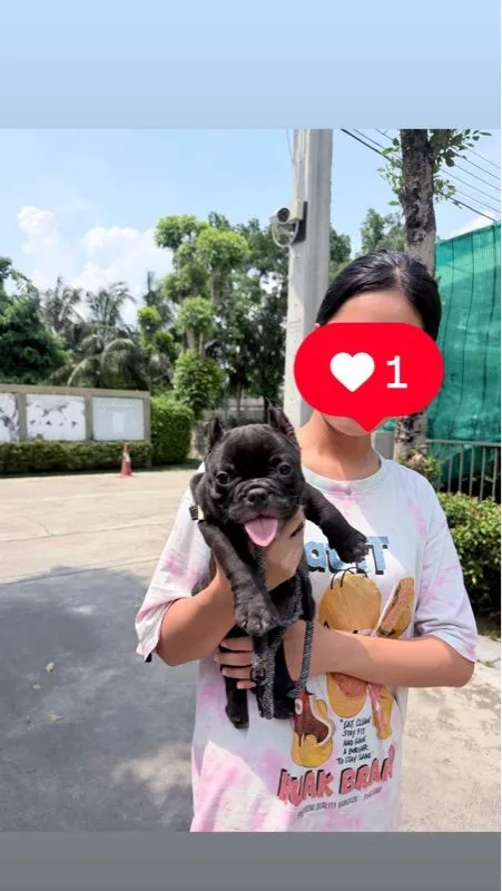 อเมริกัน บูลลี่