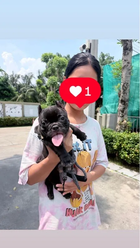 อเมริกัน บูลลี่