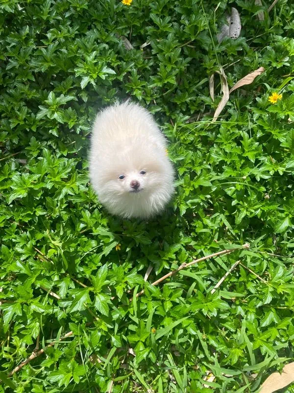 ลูกหมา ปอม ชาย