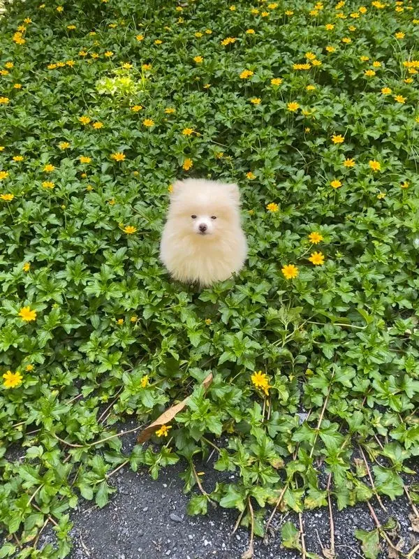 ลูกหมา ปอม ชาย
