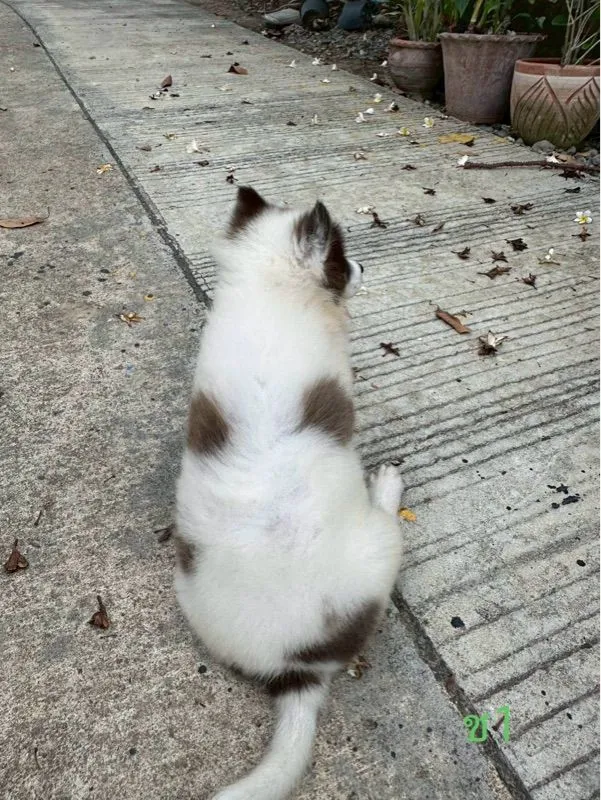 ลูกสุนัข พันธุ์บางแก้ว