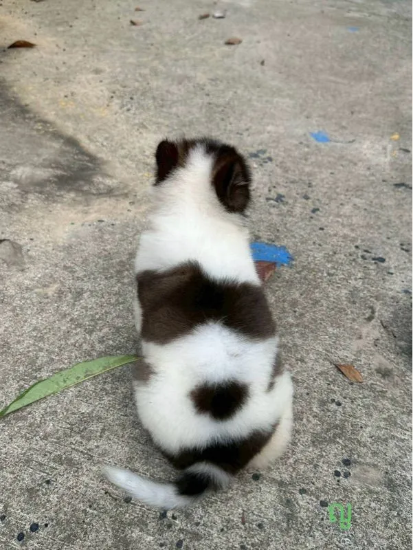ลูกสุนัข พันธุ์บางแก้ว