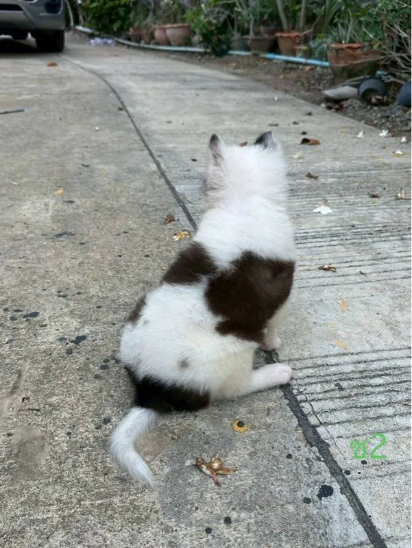 ลูกสุนัข พันธุ์บางแก้ว