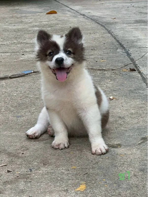 ลูกสุนัข พันธุ์บางแก้ว