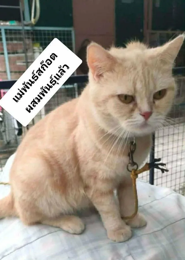 แมว