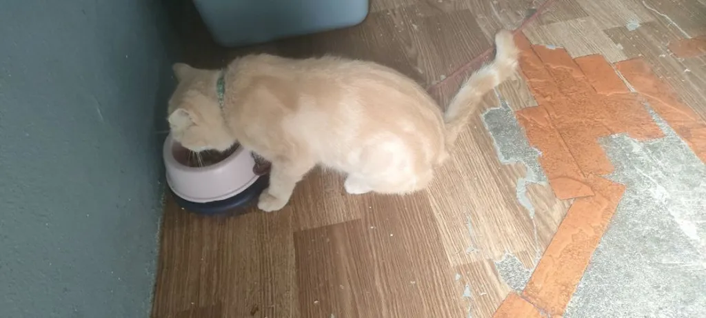 แมว