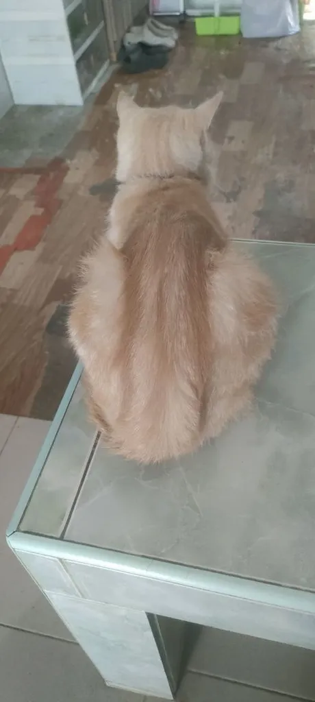 แมว