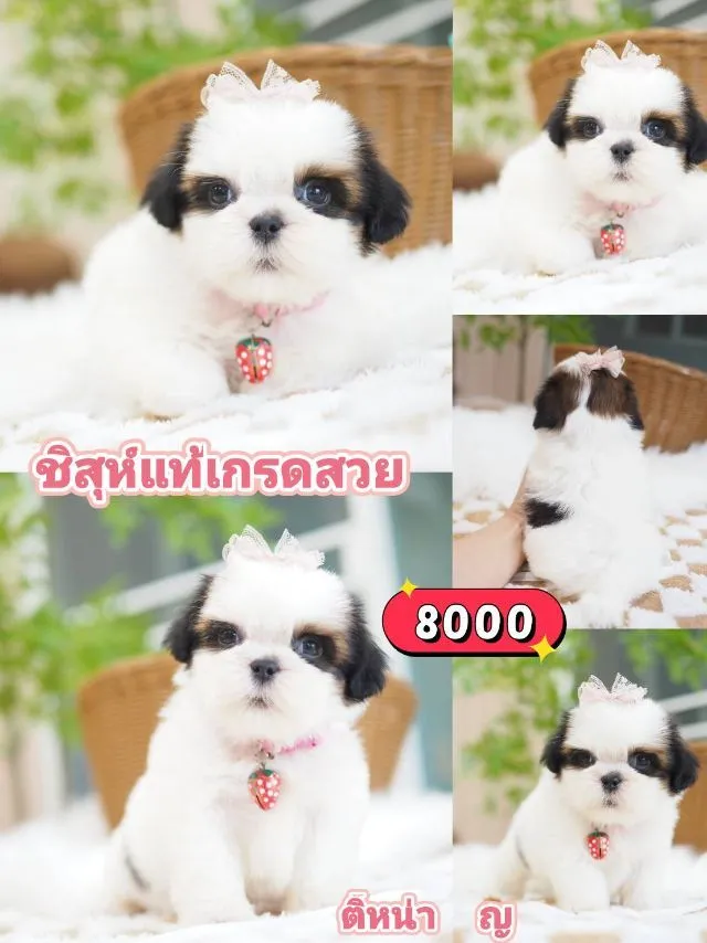 ปอมเมอเรเนี่ยน