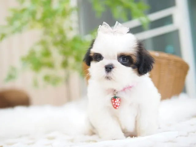 ปอมเมอเรเนี่ยน