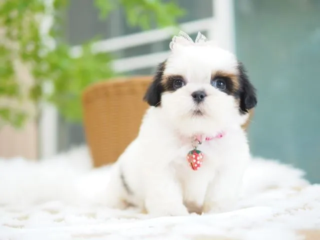 ปอมเมอเรเนี่ยน