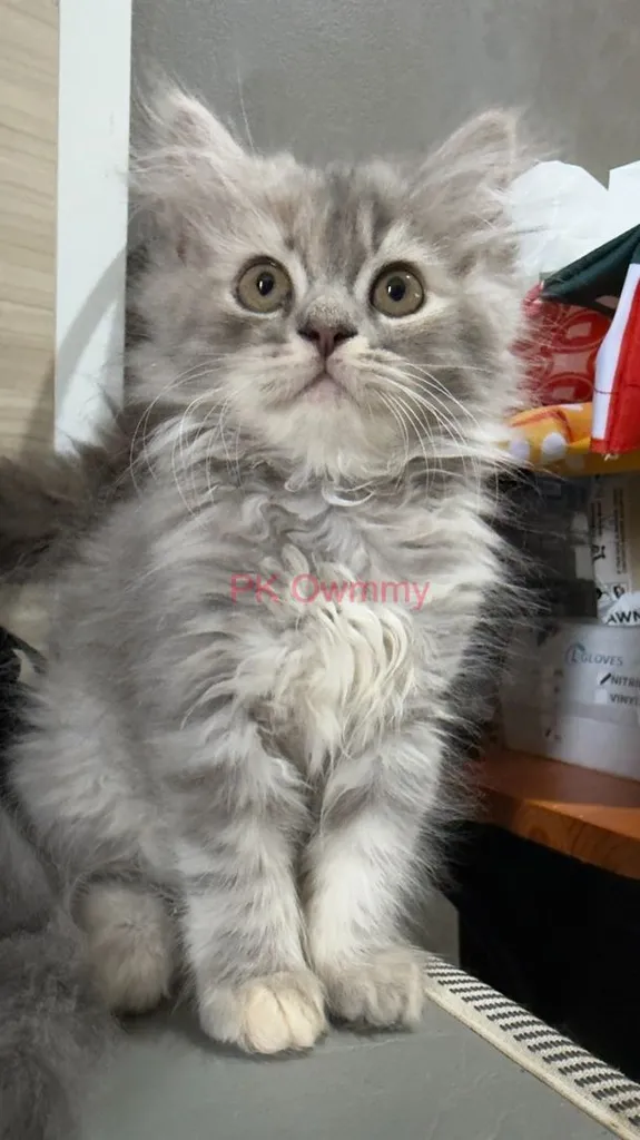 ลูกแมว