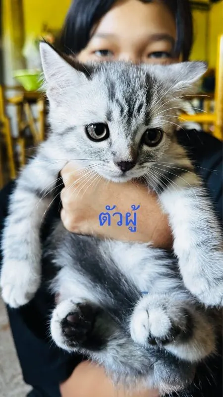 สต็อตติผสมหิมาลัย น่ารักเลย