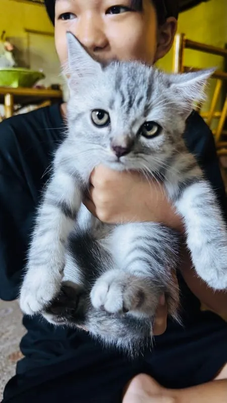 สต็อตติผสมหิมาลัย น่ารักเลย