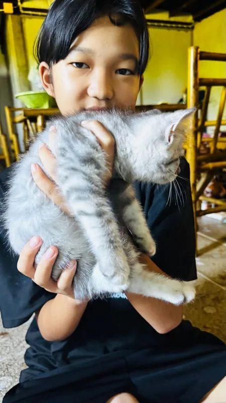 สต็อตติผสมหิมาลัย น่ารักเลย