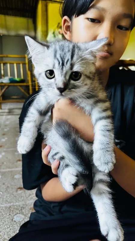 สต็อตติผสมหิมาลัย น่ารักเลย