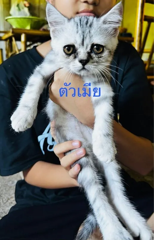 สต็อตติผสมหิมาลัย น่ารักเลย