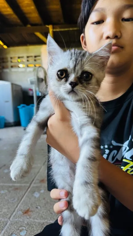 สต็อตติผสมหิมาลัย น่ารักเลย