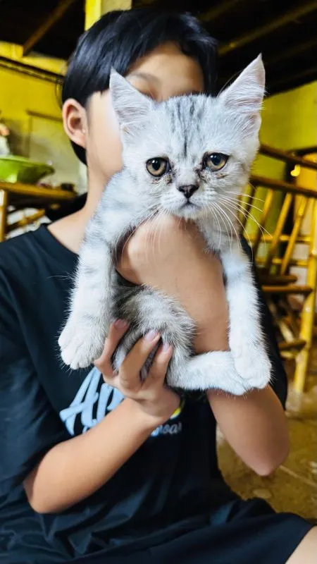 สต็อตติผสมหิมาลัย น่ารักเลย