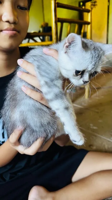 สต็อตติผสมหิมาลัย น่ารักเลย