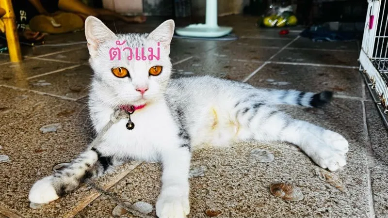 สต็อตติผสมหิมาลัย น่ารักเลย