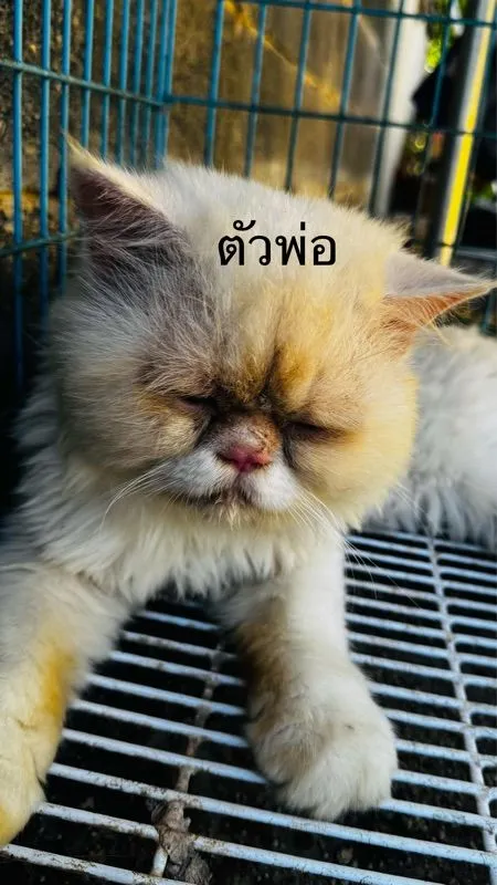 สต็อตติผสมหิมาลัย น่ารักเลย