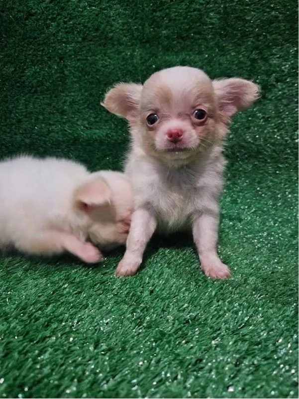 ชิวาว่าแท้