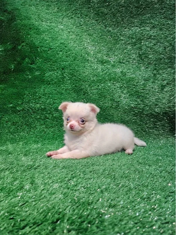 ชิวาว่าแท้
