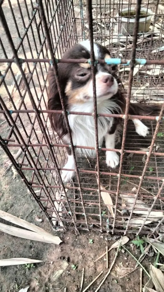 ชิวาว่าขนยาว