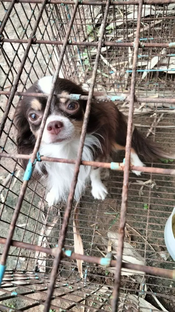 ชิวาว่าขนยาว