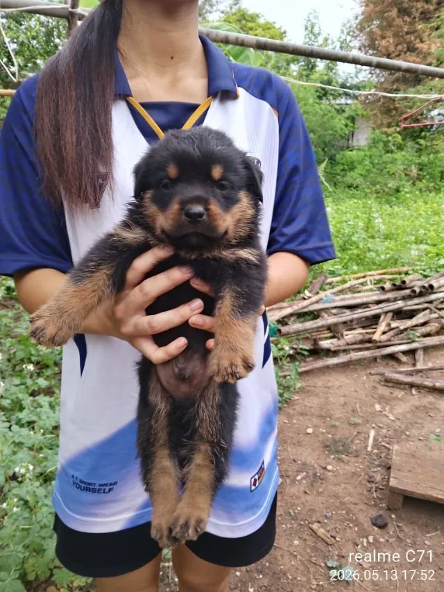 ลูกร็อตไวเลอร์