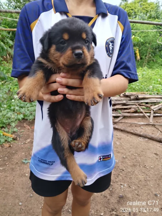 ลูกร็อตไวเลอร์