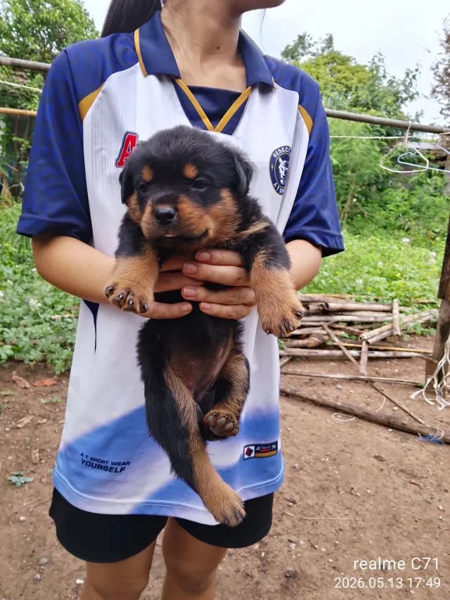 ลูกร็อตไวเลอร์