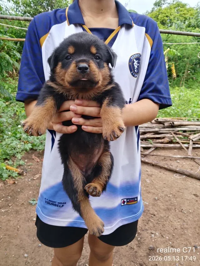 ลูกร็อตไวเลอร์