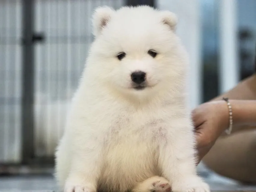 น้องหมาพันธุ์ซามอยด์