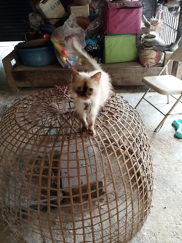 แมวเปอร์เซีย
