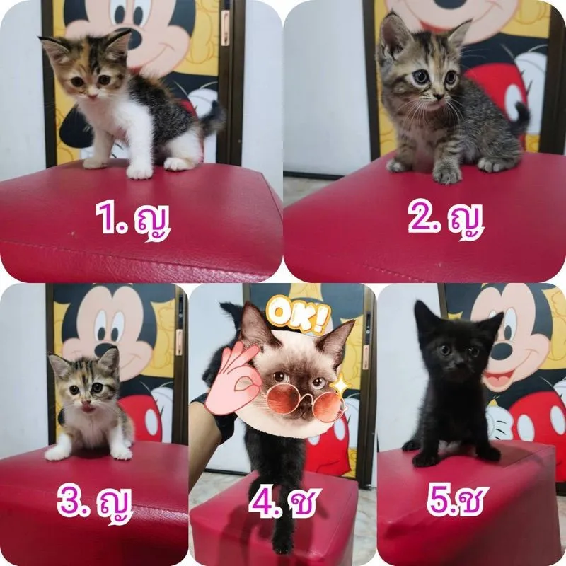 ลูกแมว