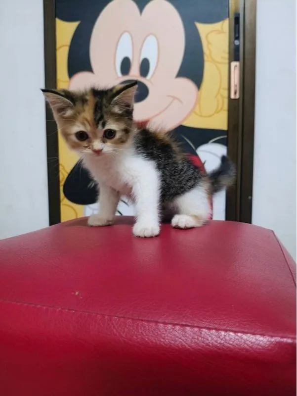 ลูกแมว