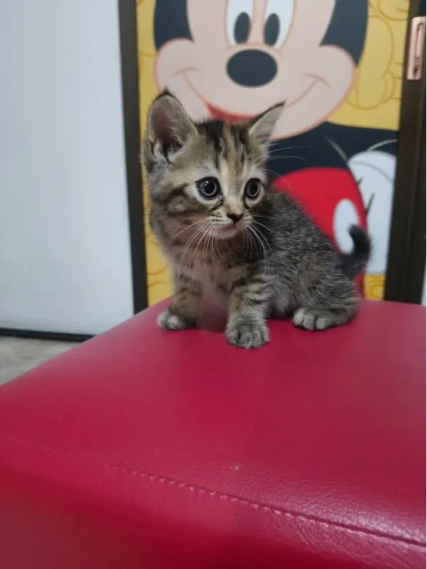 ลูกแมว