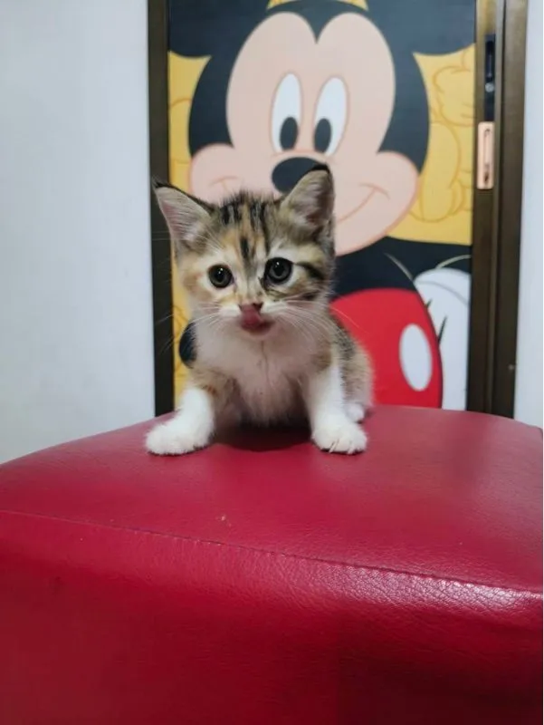 ลูกแมว