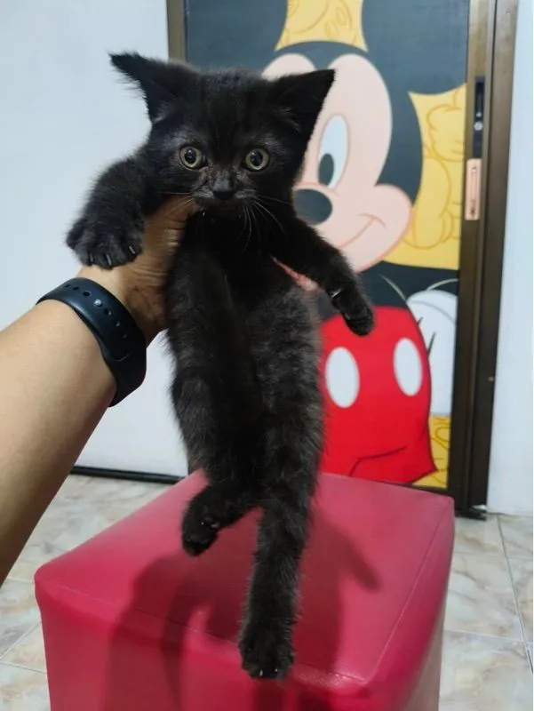 ลูกแมว