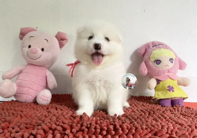 ลูกสปิตซ์ตัวผู้ หมีมากตัวแน่นๆพี่เล่นกินเก่ง หล่อมาก