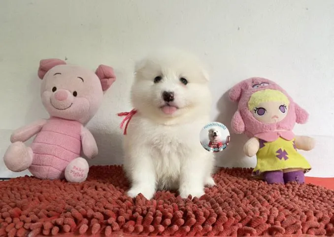 ลูกสปิตซ์ตัวผู้ หมีมากตัวแน่นๆพี่เล่นกินเก่ง หล่อมาก