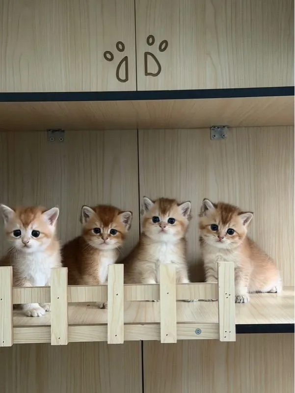 บริติช
