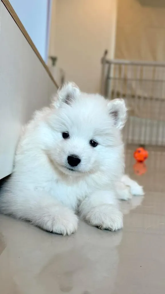 ลูกหมาพันธุ์ซามอยด์น่ารัก