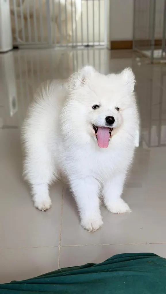 ลูกหมาพันธุ์ซามอยด์น่ารัก