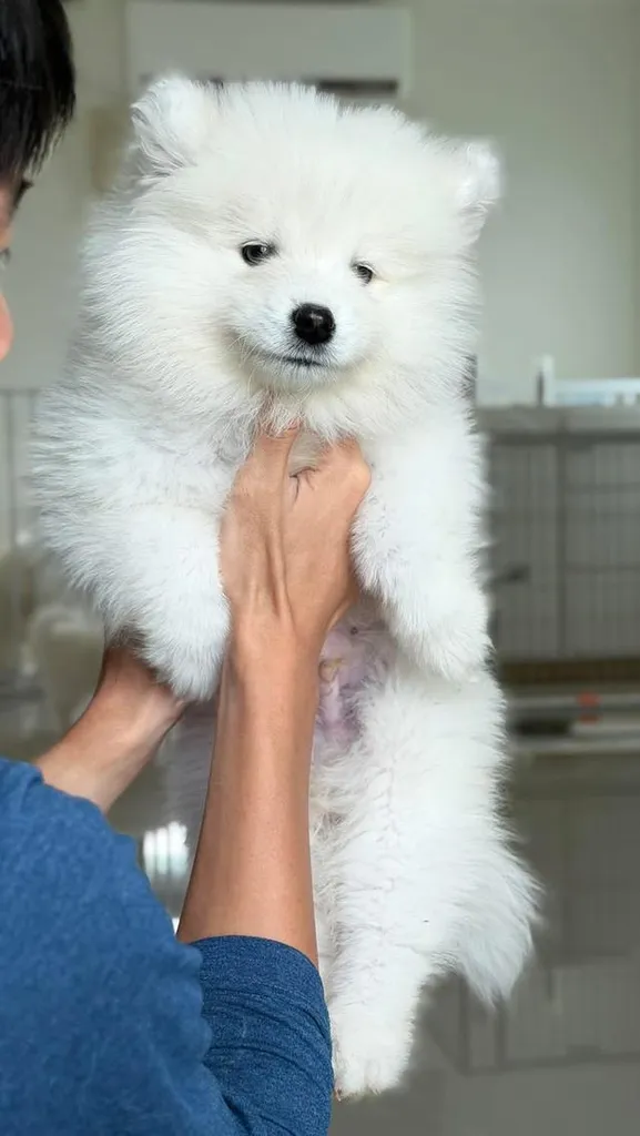 ลูกหมาพันธุ์ซามอยด์น่ารัก