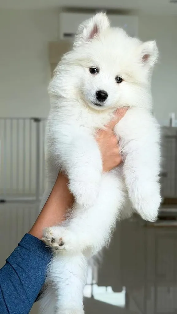 ลูกหมาพันธุ์ซามอยด์น่ารัก