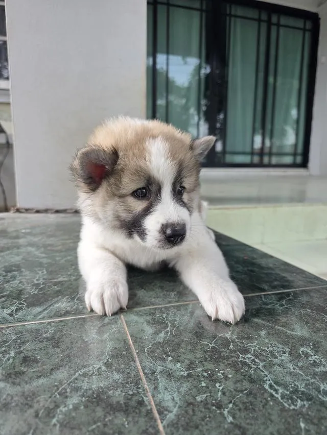 ลูกสุนัขไทยบางแก้วเพศเมีย
