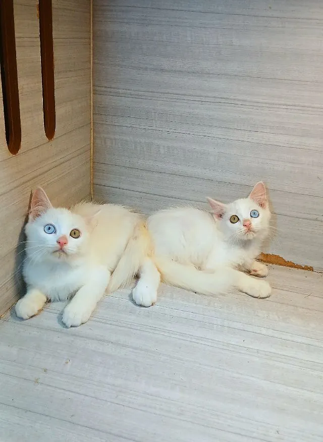 แมวสก้อตติชผสม ตาสองสี เพศผู้ สวยไม่มีตำหนิก่อนย้ายตรวจหัดแมวฟรีรับประกันเอดส์แมวกับรูคีเมียคะ